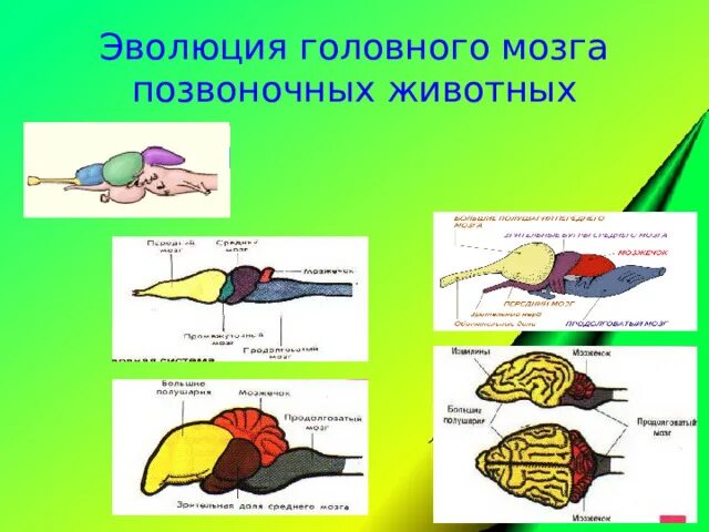 Таблица эволюции головного мозга. Нервная система позвоночных таблица 7 класс. Эволюция мозга позвоночных. Эволюция головного могза позвоночных. Строение головного мозга позвоночных животных.