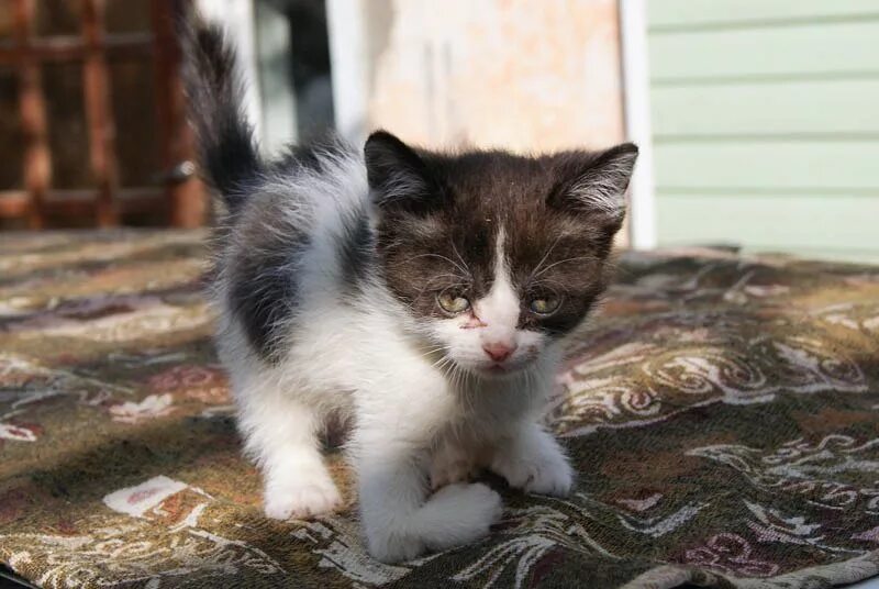 Кривые передние лапы у котенка. Котята с кривыми лапами. Котенок родился с Кривой лапой.