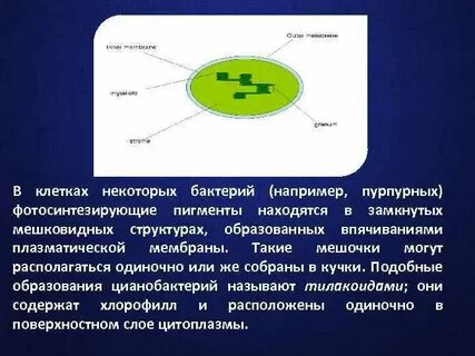 Содержит фотосинтетические пигменты