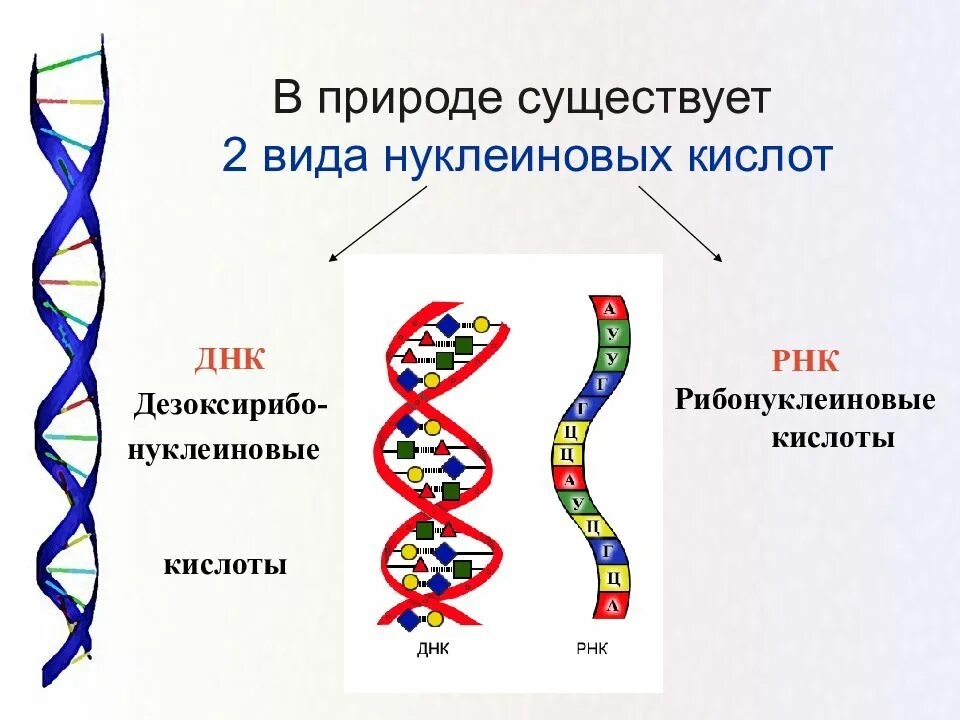 Функции нуклеиновых кислот ДНК И РНК. Строение нуклеиновых кислот ДНК И РНК. Нуклеиновые кислоты ДНК рисунок. Схема строения нуклеиновых кислот ДНК И РНК.