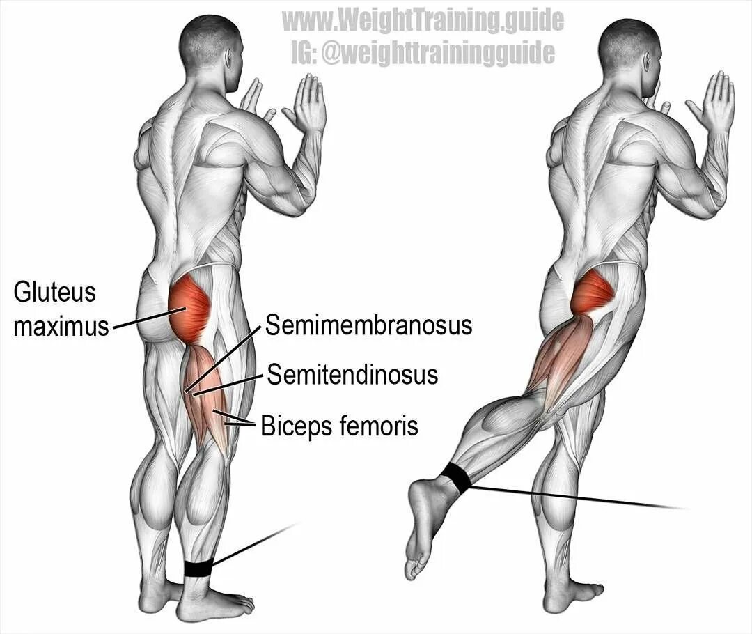 Упражнения для прокачки малой ягодичной мышцы. Тренировка ягодичных мышц. Тренировка ягодичных мышц. Тренировка ягодичных мышц. Тренировка ягодичных мышц.