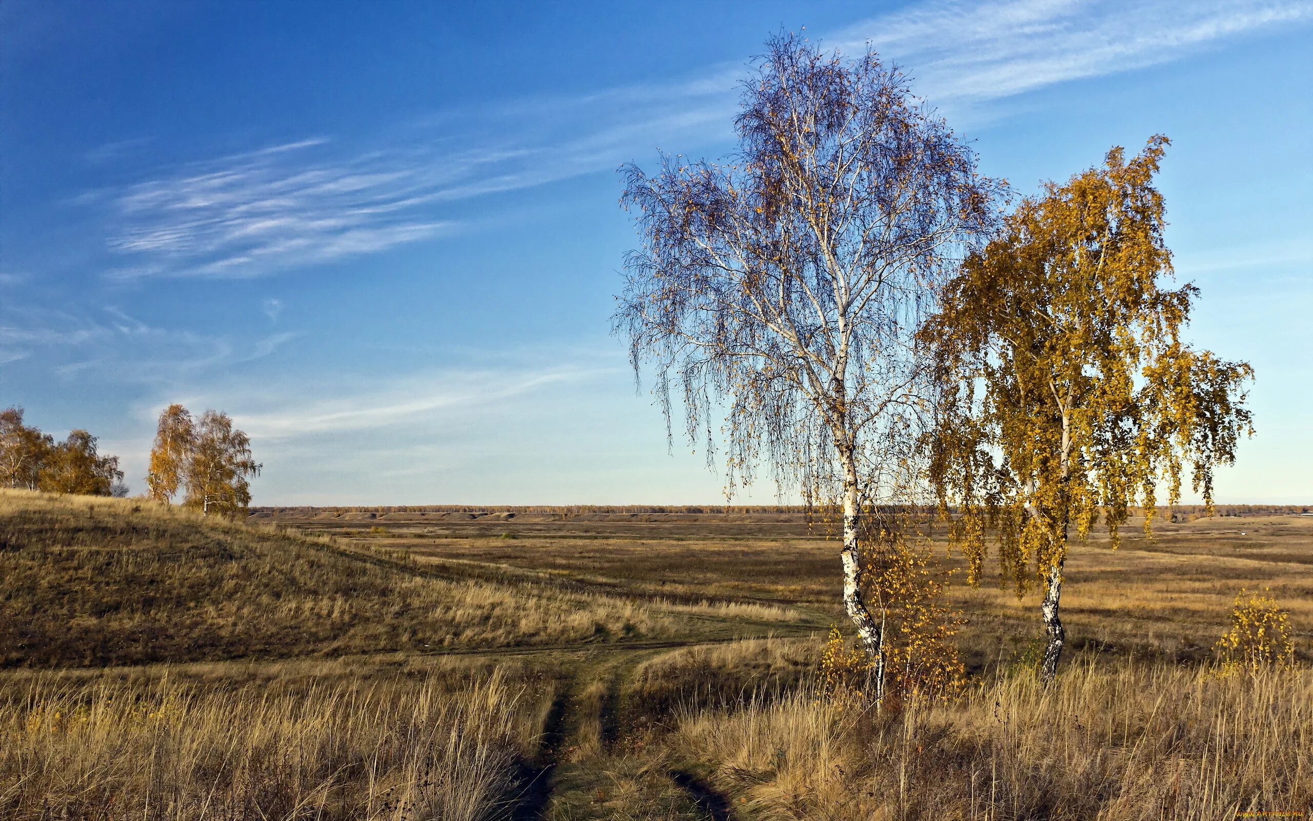 Родные перелески. Деревья лесостепи в России березы. Березовые колки Западной Сибири. Березово-осиная лесостепь. Береза в лесостепи.