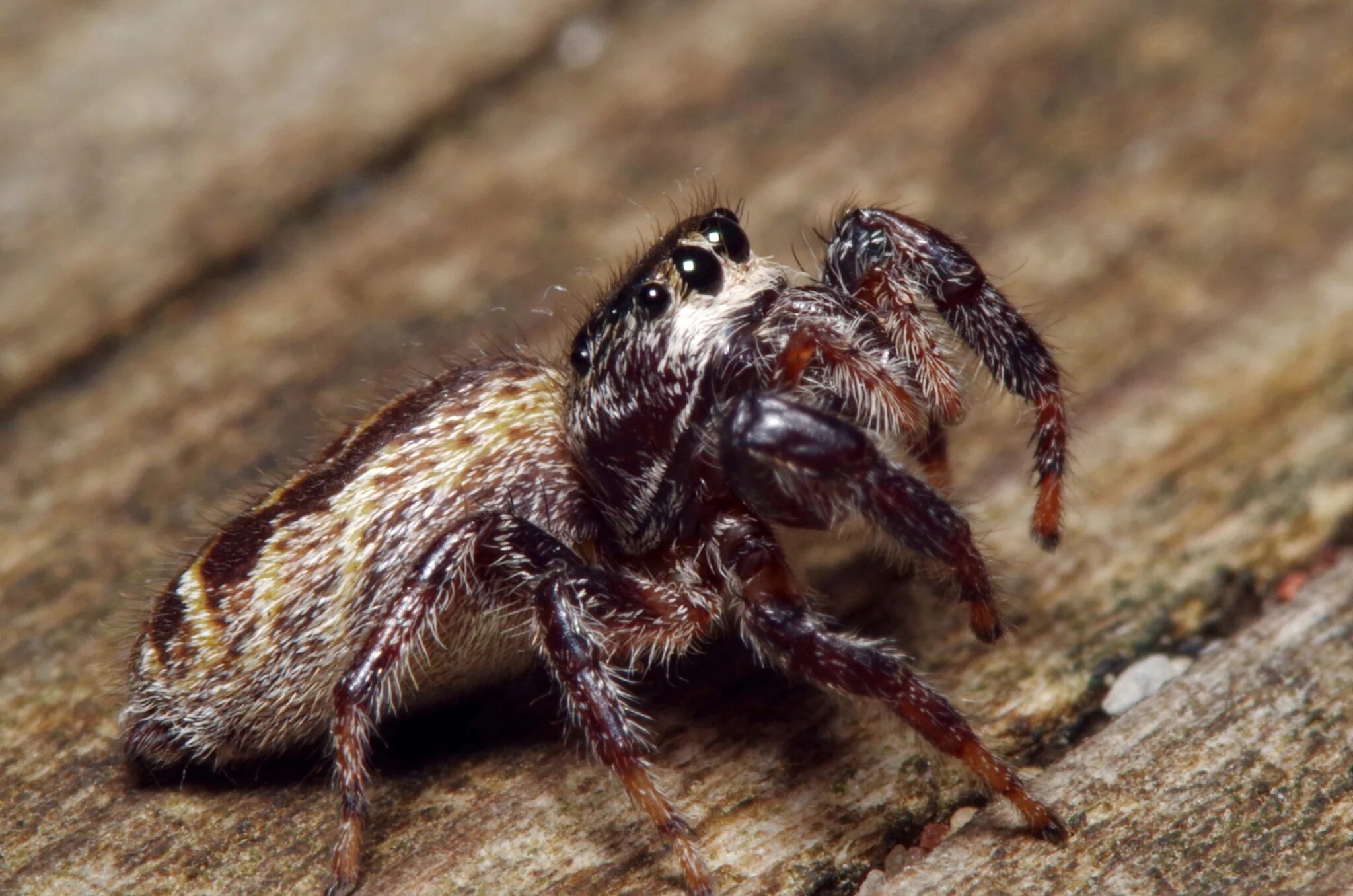 Укус коричневого паука отшельника. Some spiders. Красноспинный паук австралийская вдова. Чёрная вдова паук самец. Укус коричневого паука отшельника.