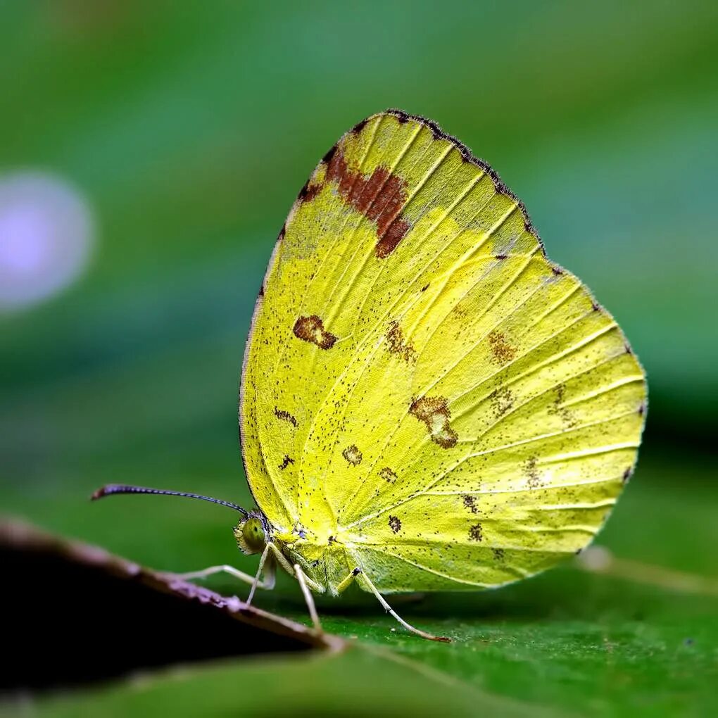 Репная Белянка. Капустная Белянка. Pieridae бабочка. Белянка желтокрылая.