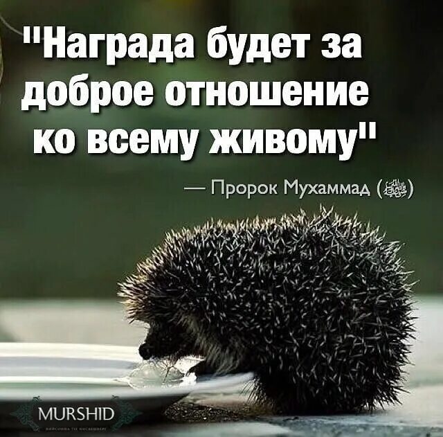 Награда за добро. Хадис про животных. Доброе отношение к животным хадис. Хадис про отношения к животным. Доброе отношение к животным в Исламе.