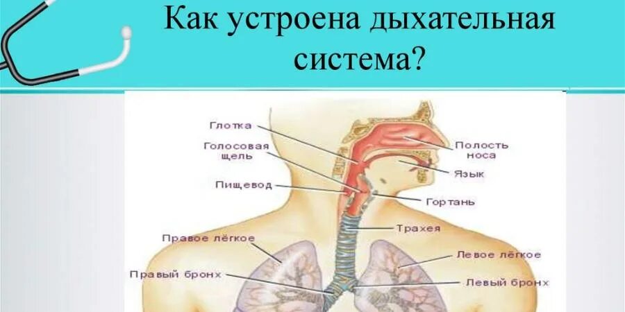 Дыхательная система человека строение и функции: Строение и функции органов дыха