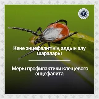 Қара еркектер әйелдеріне спермы, ал күйеулері сперматозоидты жалайды.