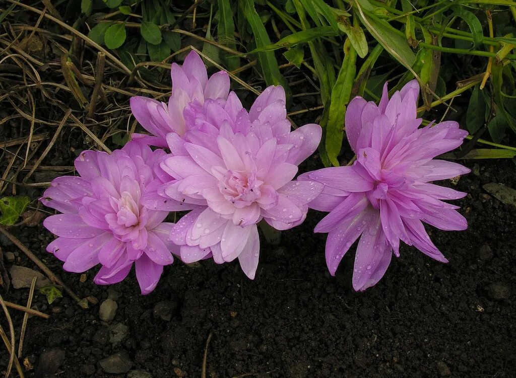 Безвременник waterlily. Безвременник махровый. Безвременник (colchicum) waterlily. Безвременник махровый. Waterlily колхикум.