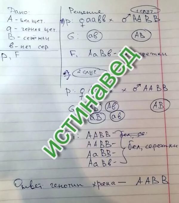 У свиней черная окраска щетины доминирует над рыжей длинная. У свиней черная окраска щетины. Белая щетина у свиней доминирует над черной а сростнопалые. Белая щетина у свиней доминирует над черной. У свиней белая щетина (а) доминирует над черной а мохнатые уши.