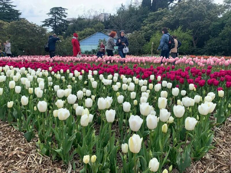 выставка тюльпанов в москве 2024