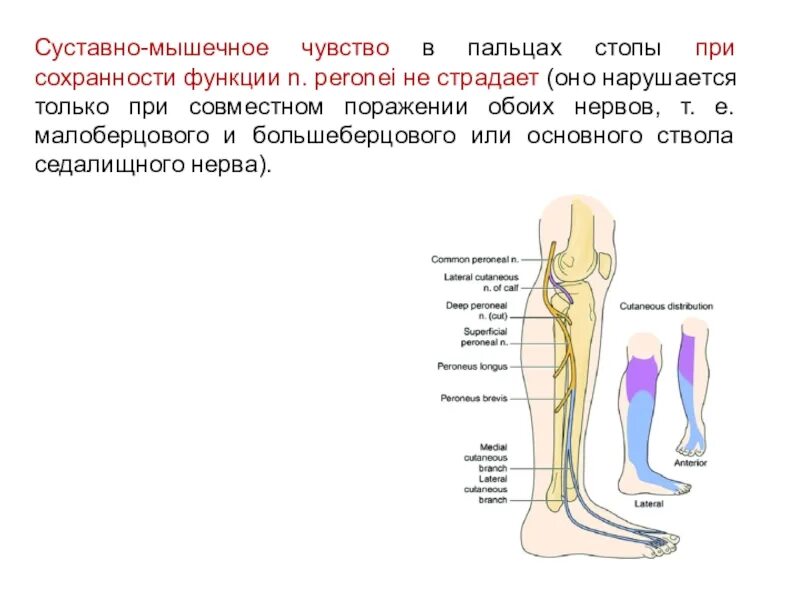 Большеберцовая нейропатия. Иннервация малоберцового нерва. Малоберцовый нерв анатомия схема. Большеберцовый нерв анатомия. Большеберцовый нерв анатомия схема.