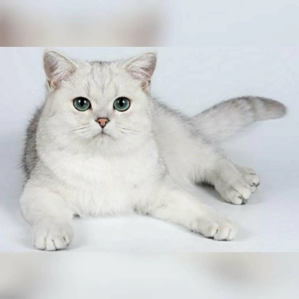 Британская шиншилла сильвер. Окрас кота шиншилла. Британская шиншилла сильвер. Британская серебряная шиншилла. Британская короткошёрстная кошка шиншилла.