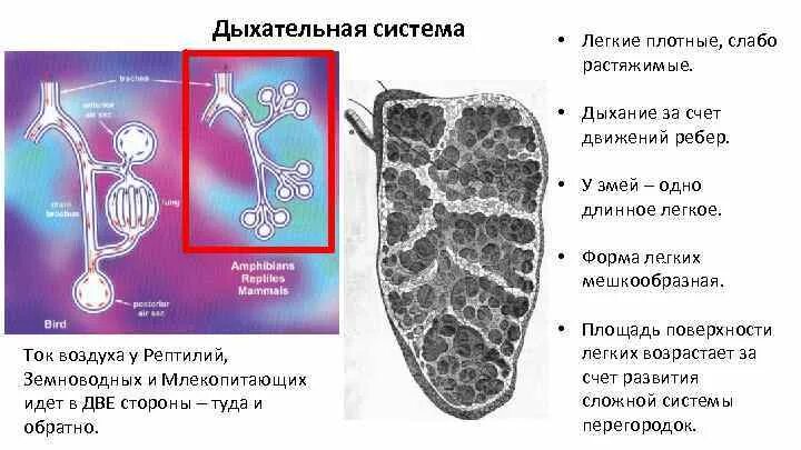 Органы дыхания змеи. Дыхание органы дыхания змеи. Респираторная система змеи. Дыхательная система гадюки.