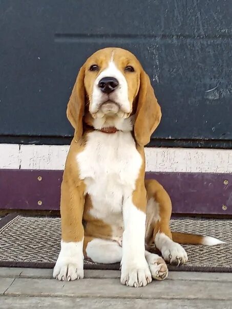 Щенки бигля. Беременный бигль. Порода собаки бигль девочка. Бигль взрослый. Стоит заводить бигля.