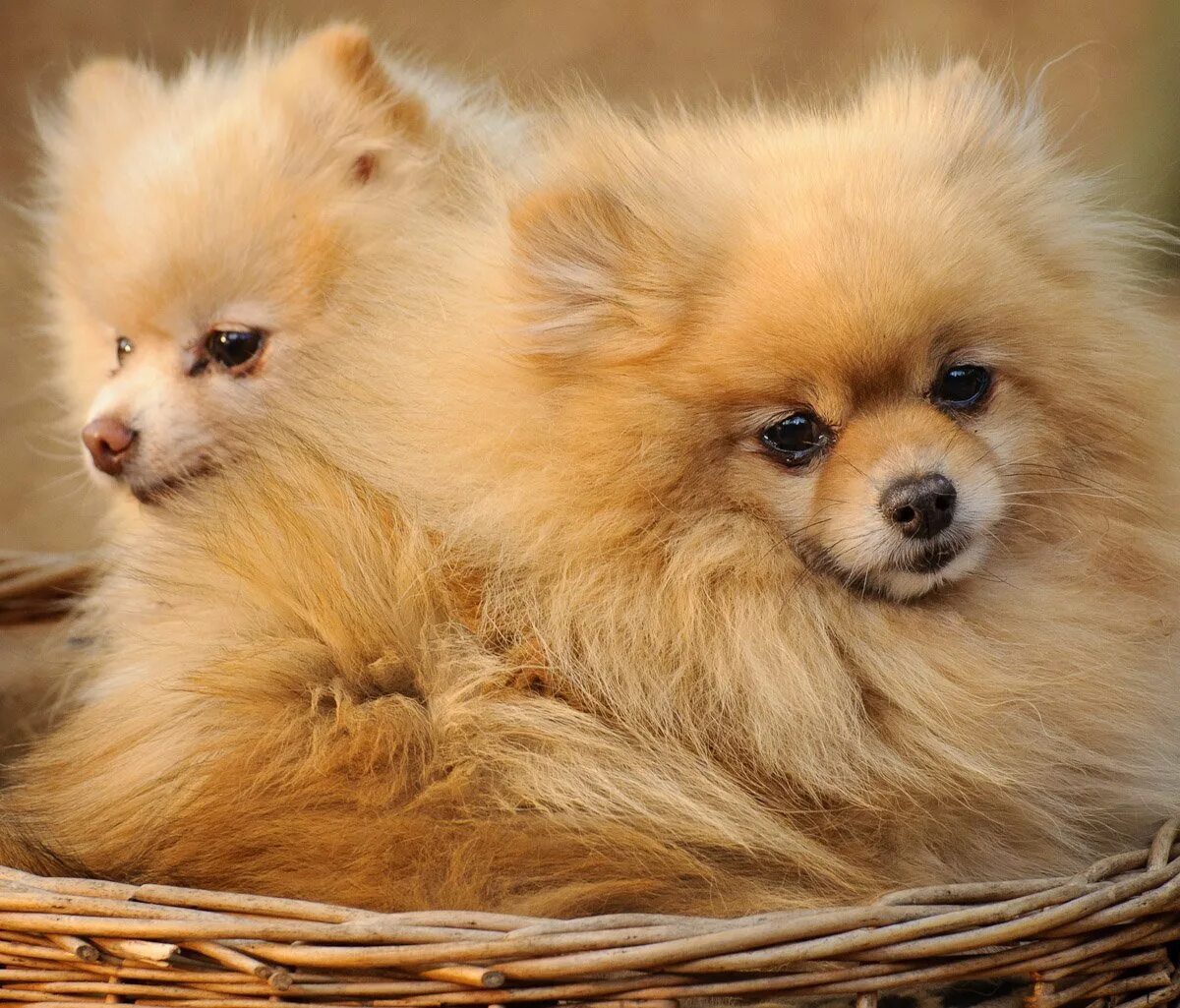 Щенки шпицов