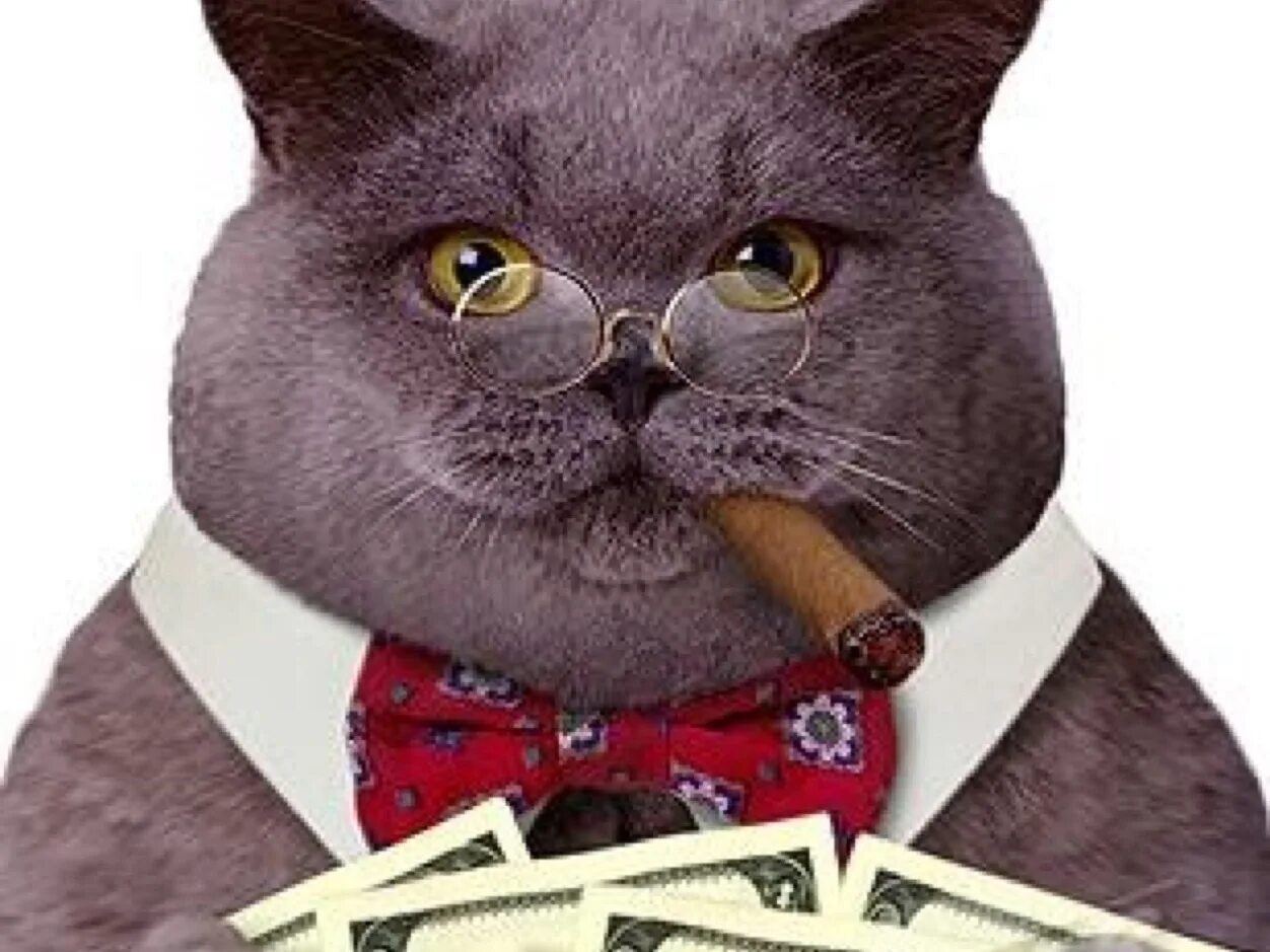 Кот в галстуке. Парень с черной кошкой. Его величество кот. Солидный кот. Котик кевин.