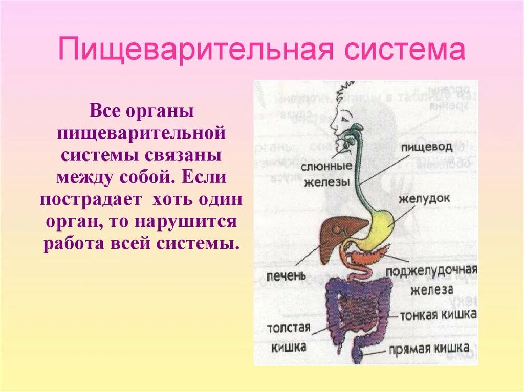 Поступление пищи в пищевод. Пищеварительная система органов человека 3 кл. Органы пищеварительной системы человека 3 класс окружающий мир. Пищеварительная система человека начальная школа. Строение дыхательной системы и пищеварительной системы человека.