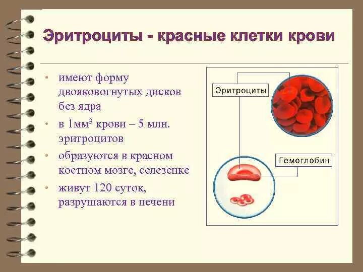 Сколько клеток крови. Структура клетки крови человека. Клетки крови эритроциты. Строение кровяной клетки. Эритроциты не имеют ядра.