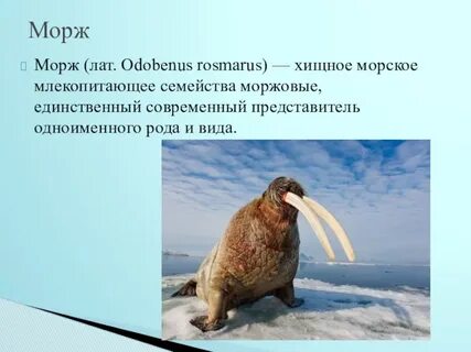 Приспособление моржа