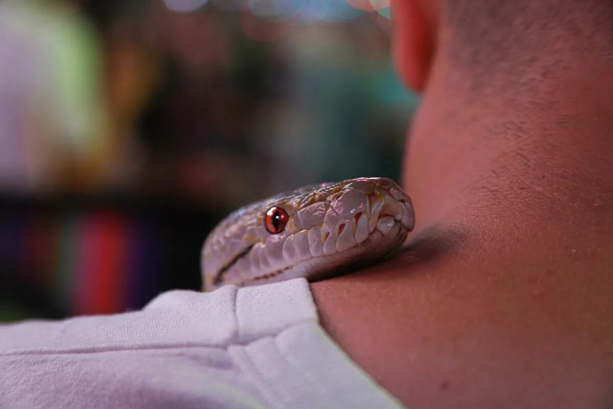 Змея на шее человека. Змеиный. Анаконда.