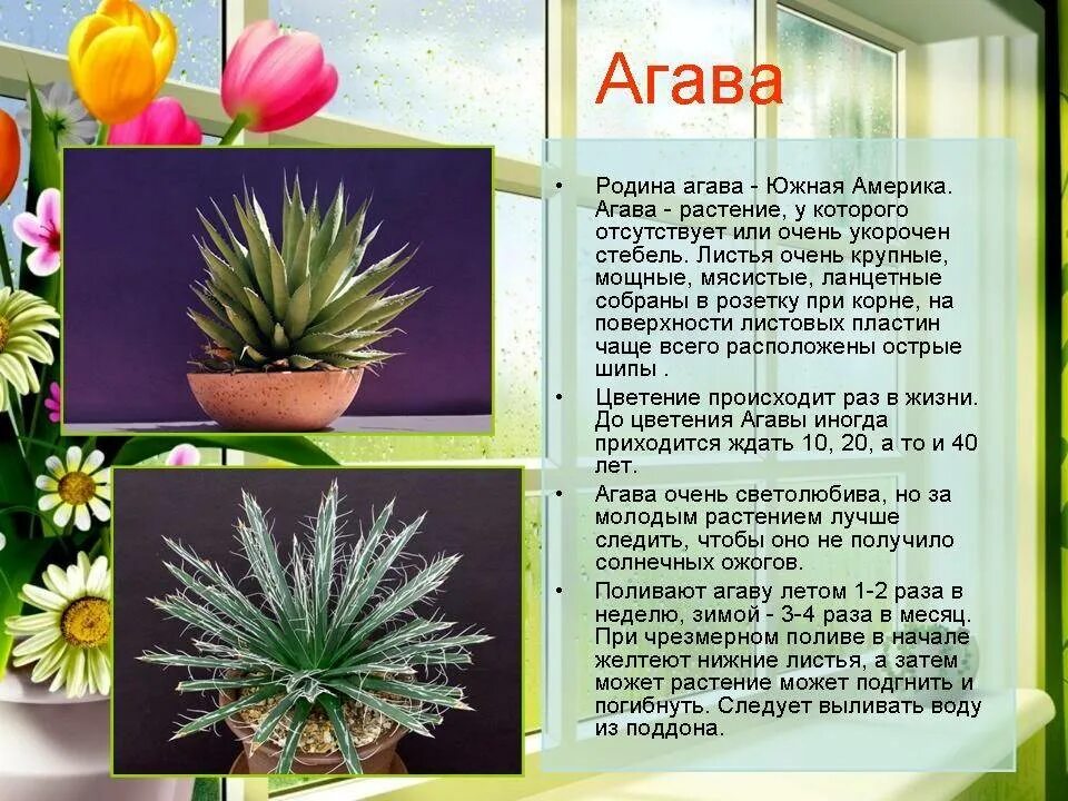 Агава особенности растения. Родина цветка Агава. Агава комнатное растение описание. Родина Агавы комнатного растения.