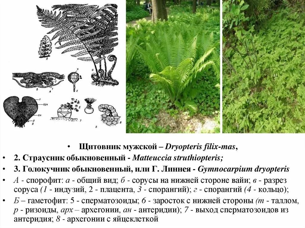 Папоротник орляк соленый. Щитовник папоротник описание. Щитовник корневище. Щитовник мужской является. Папоротник щитовник.