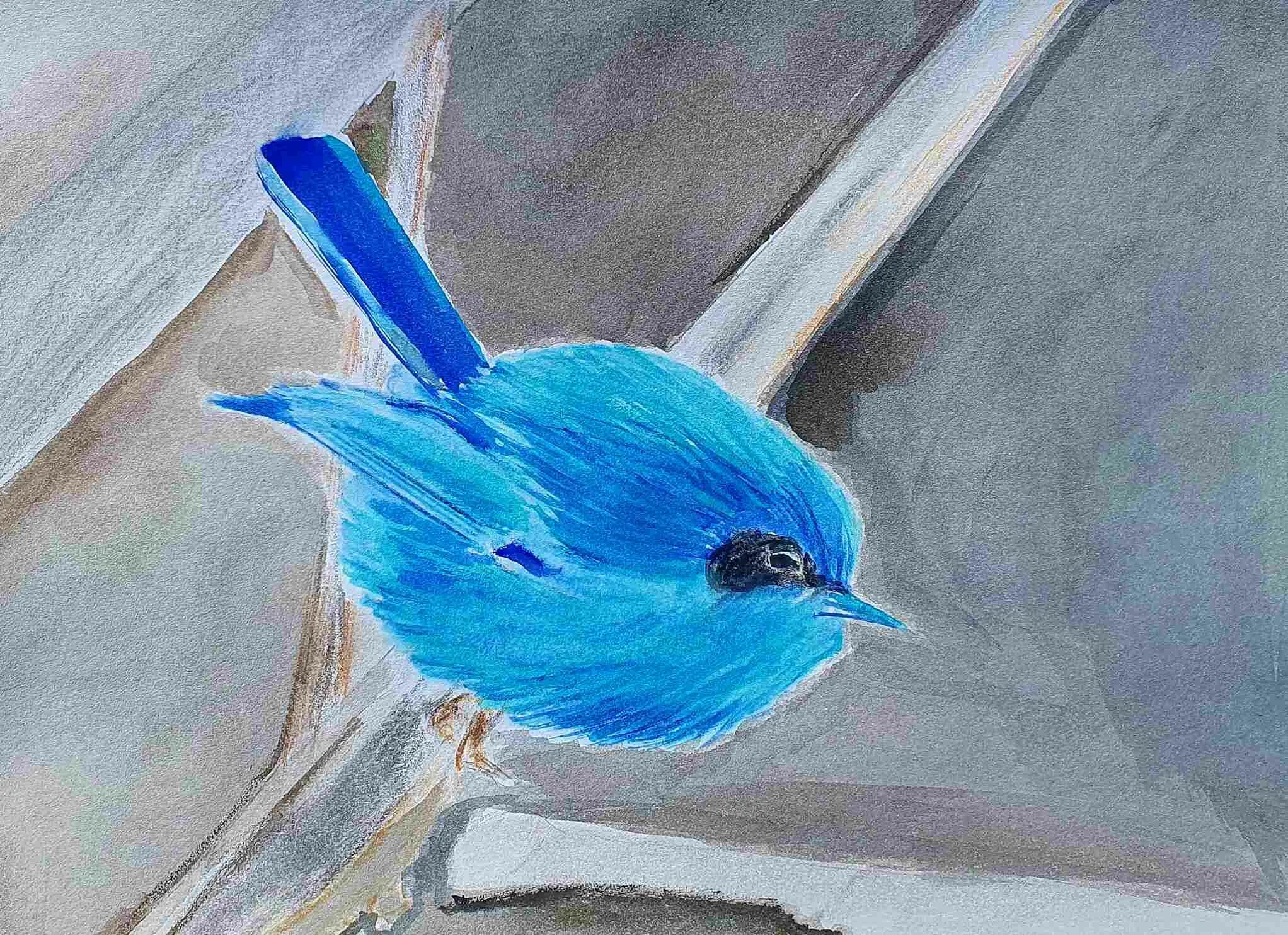 Фон синяя птица. Огромная голубая птица. Синий крапивник птица. Малабарский скворец. Синяя птица орнитология.