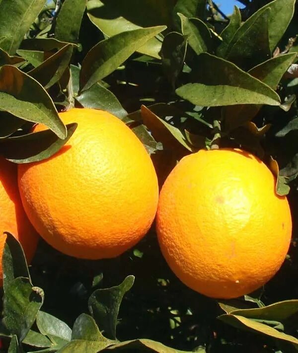 Описание сортов апельсинов. Описание сортов апельсинов. Мандарины вашингтон сорт. Описание сортов апельсинов. Мандарины вашингтон сорт.