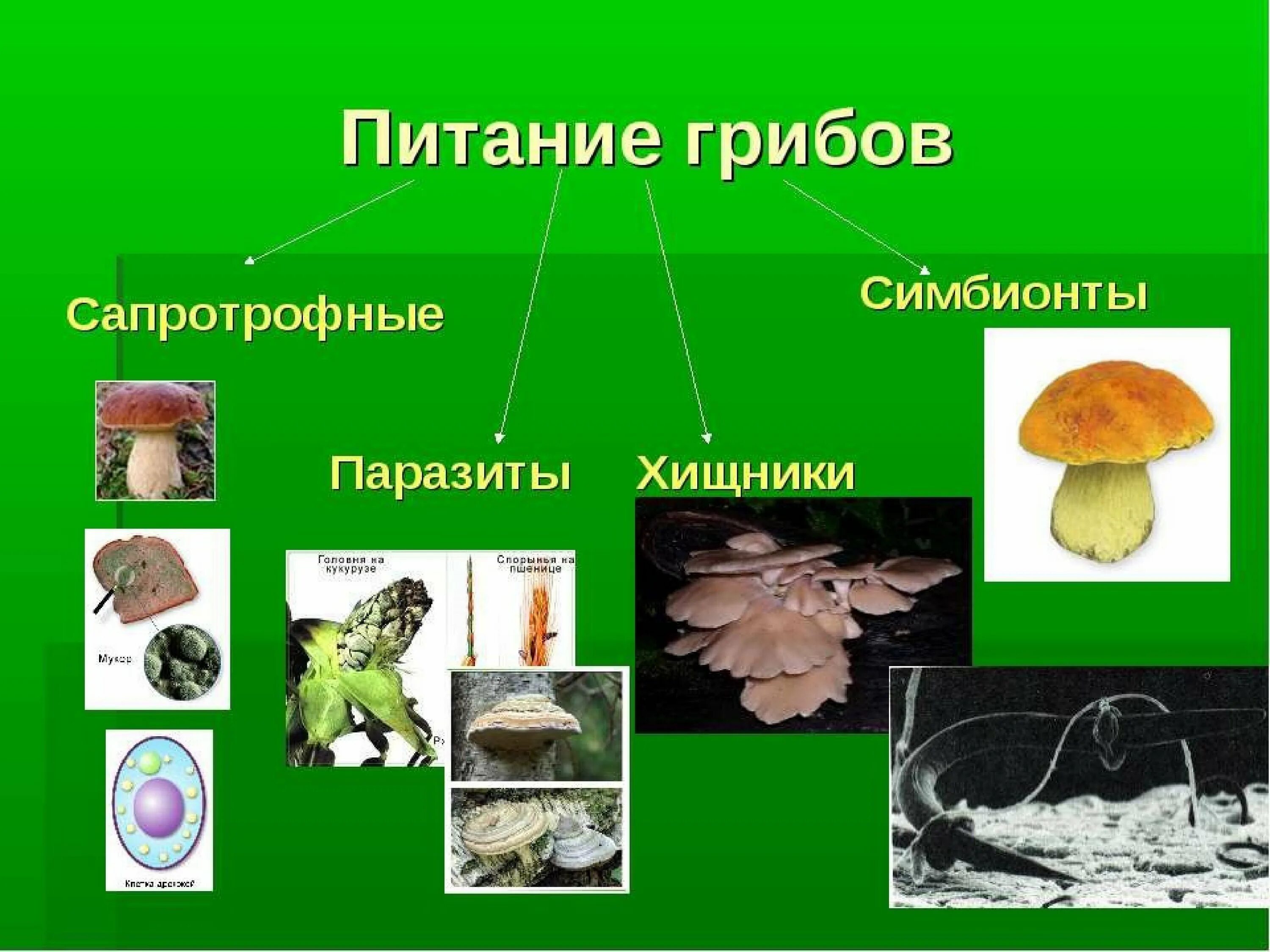 Типы питания грибов сапротрофы паразиты симбионты и хищники. Типы питания грибов 5 класс биология. Схема питания грибов 6 класс. Питание грибов 5 класс.