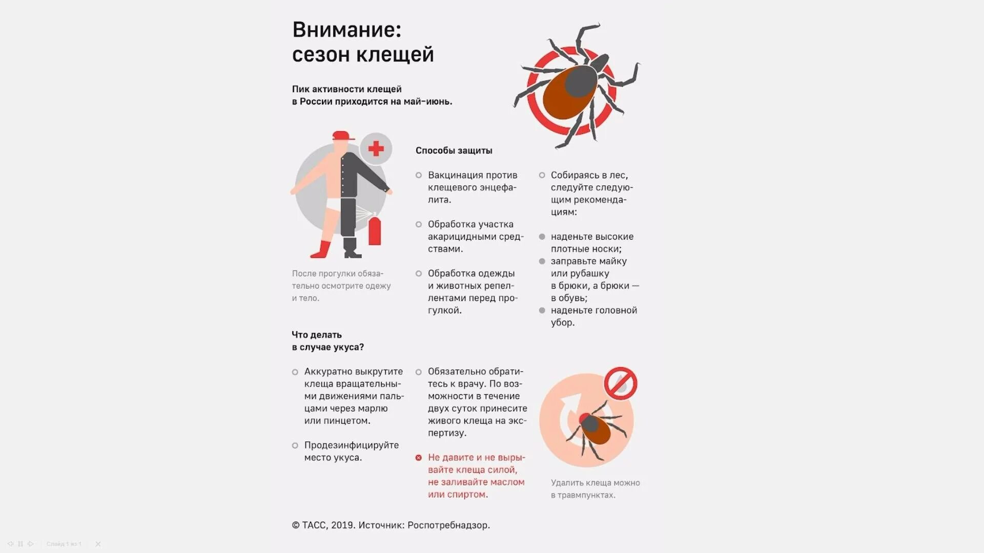 Падают ли клещи с деревьев. Клещи слоган.