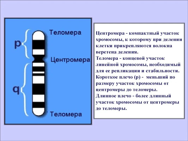 Теломерные и центромерные участки хромосом. Участки хромосом. Теломера хромосомы. Теломеры – это участки хромосом. Участки хромосом называют