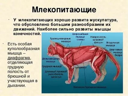 О строении тела животных на любом примере