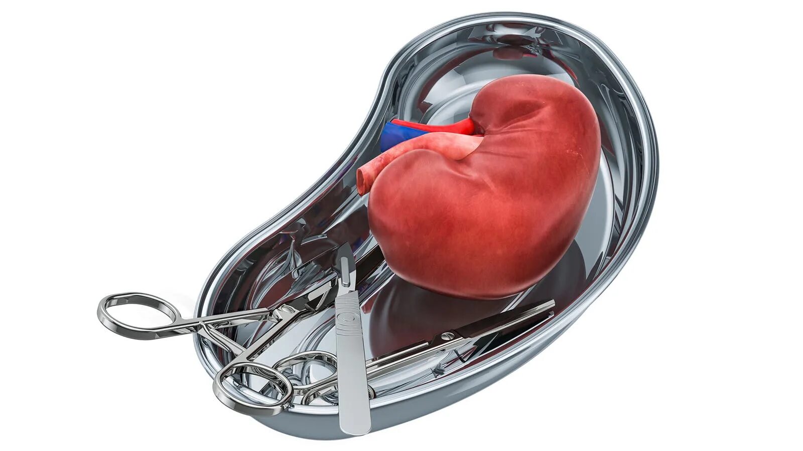 Донорство сердца. Трансплантология органов. Трансплантация органов почки. Трансплантация сердца.