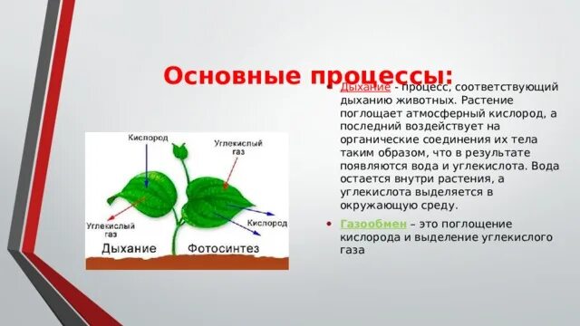 При дыхании растения поглощают а выделяют. Процесс дыхания растений. Процессы жизнедеятельности растений дыхание. Процесс дыхания у растений происходит. Растения поглощают кислород.