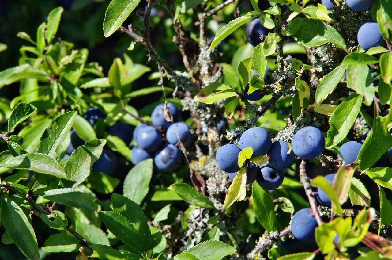 Терновник куст. Терн, тернослива. Тёрн ягода. Тёрн терновый куст. Терновник колючий кустарник.