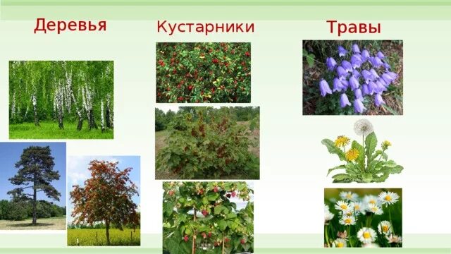 Кустарники примеры растений 2