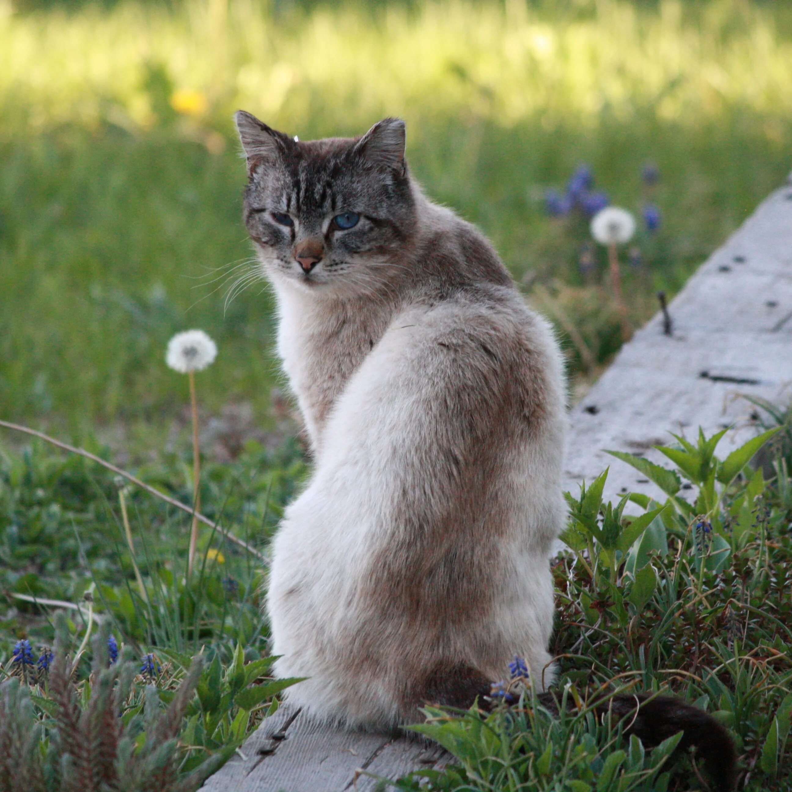 Wild kitty net. Wild kitty 169. wild kitty 077. kitty wildwood. wild kitty 170.