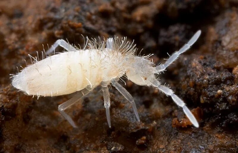 Корневой луковичный клещ. Червь многоножка геофил. Личинки подуры. Насекомые в земле в цвете. Белые букашки на комнатных растениях в почве.