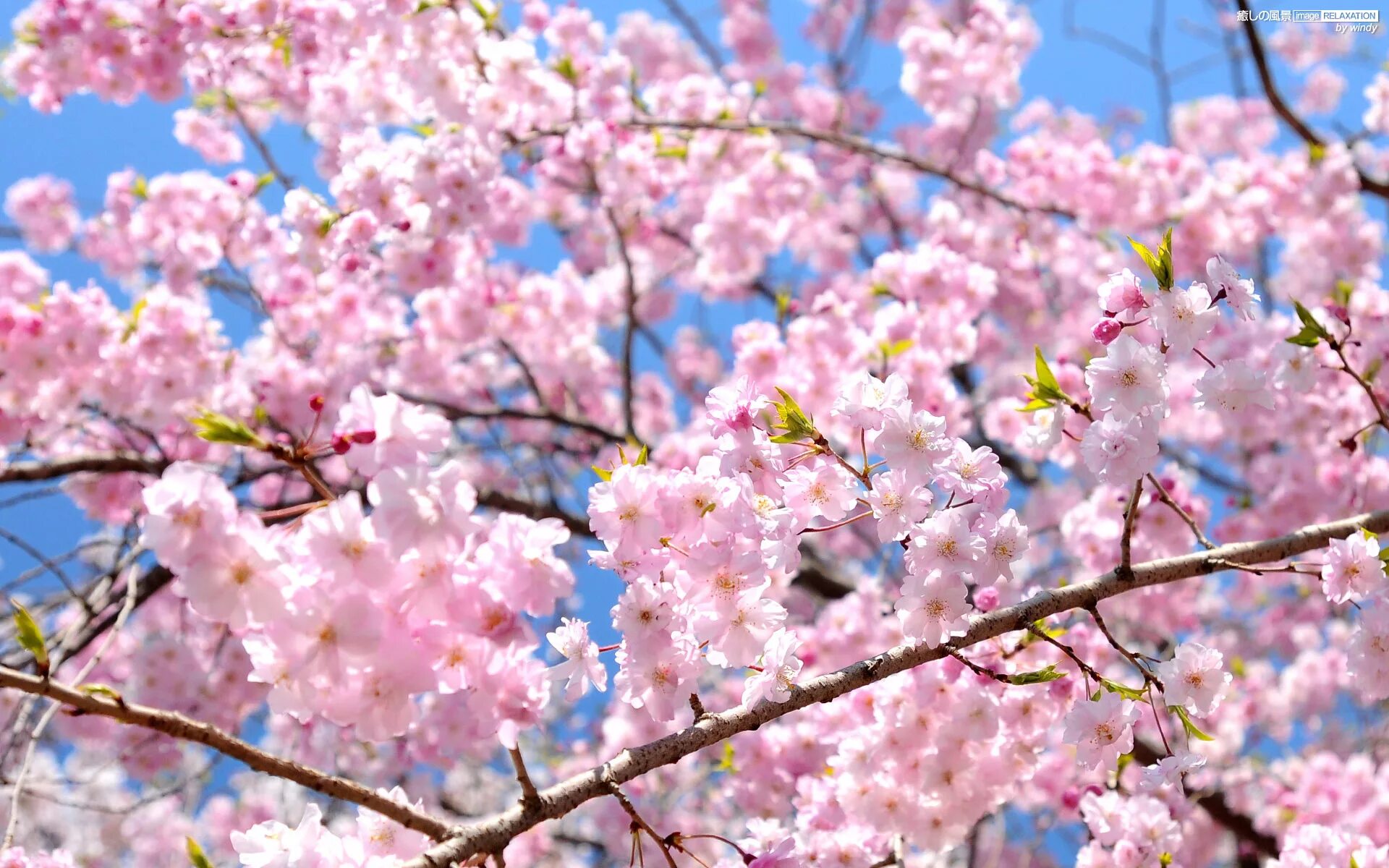 Черри блоссом. Черри блоссом Сакурай. Цветущая Сакура. Сакура фон. Sakura blossom