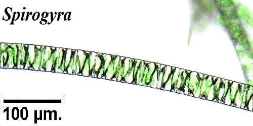 Спирогира какая группа. Spirogyra рисунок. Спирогира на белом фоне. Спирогира пронумерованная. Спирогира употребление.