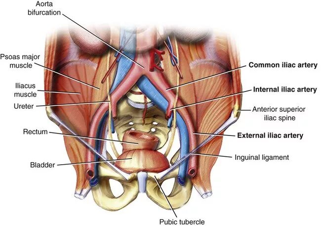 Internal bigs. Common iliac artery Branches.