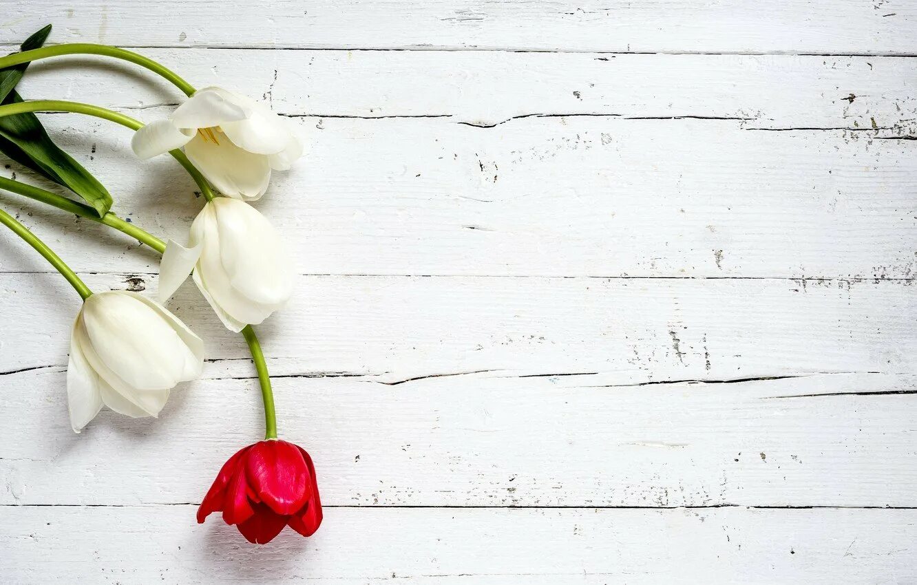 Тюльпаны минимализм. Фотофон с тюльпанами. Тюльпаны фон. Фотофон цветочки.