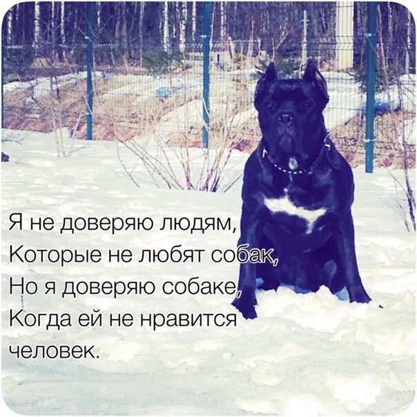 Как называются люди любящие собак. Я не доверяю людям которым не нравятся собаки. я доверяю собаке которой не нравится человек. я не доверяю людям которые любят собак. не доверяю людям которые не любят животных.