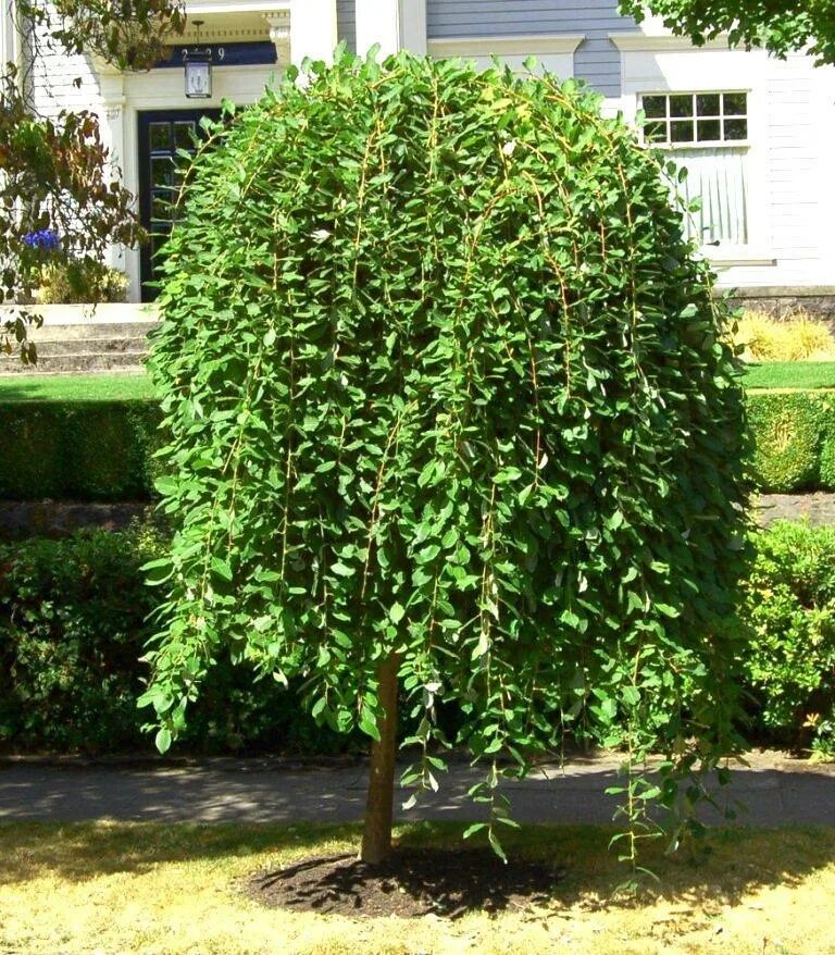 Ива козья (salix caprea kilmarnock). Ива козья на штамбе описание. Ива козья pendula. Ива козья килмарнок. Ива козья kilmarnock.