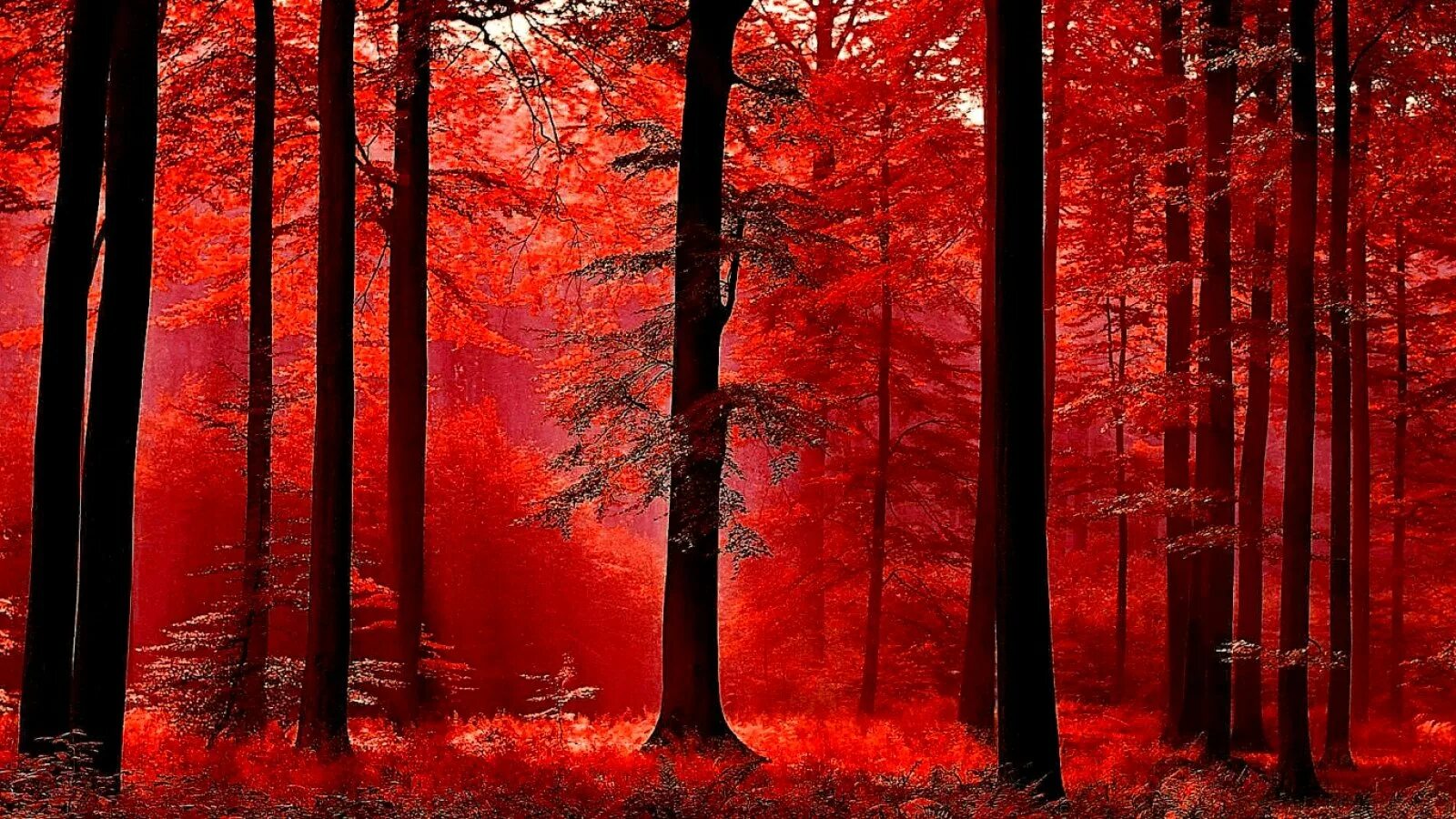 Красивое красное дерево. Красный лес Геншин. Оранжевый лес Геншин. Красная осень. Лес в красных оттенках.
