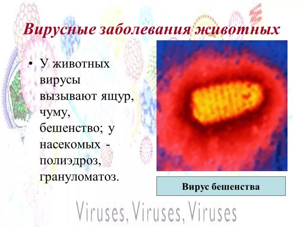 Вирусные заболевания 9 класс. Вирусные заболевания. Вирусы вызывающие заболевания человека. Вирусные заболевания животных. Заболевания вызываемые вирусами у животных.