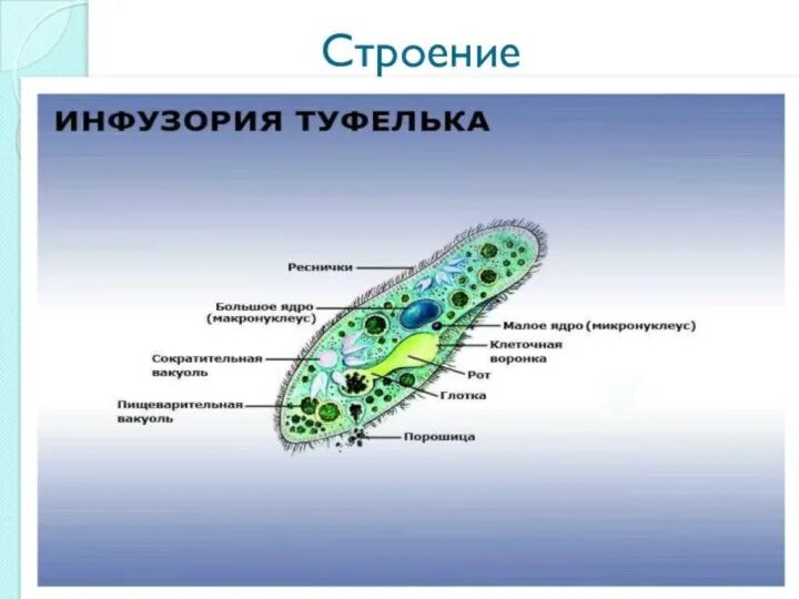 Какую функцию инфузории туфельки выполняет сократительная вакуоль. Сократительные вакуоли инфузории. Малое ядро инфузории функции. Строение сократительной вакуоли инфузории туфельки. Малое ядро инфузории туфельки.