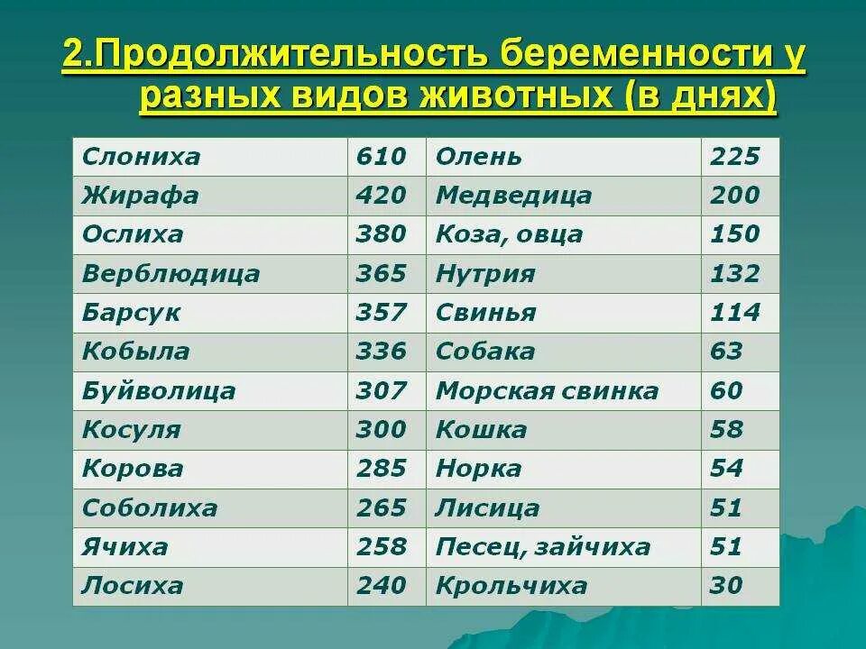 Видео сколько живут. Сроки беременности у животных. Длительность беременности у животных таблица. Продолжительность беременности у разных животных. Самая большая Продолжительность беременности у животных таблица.