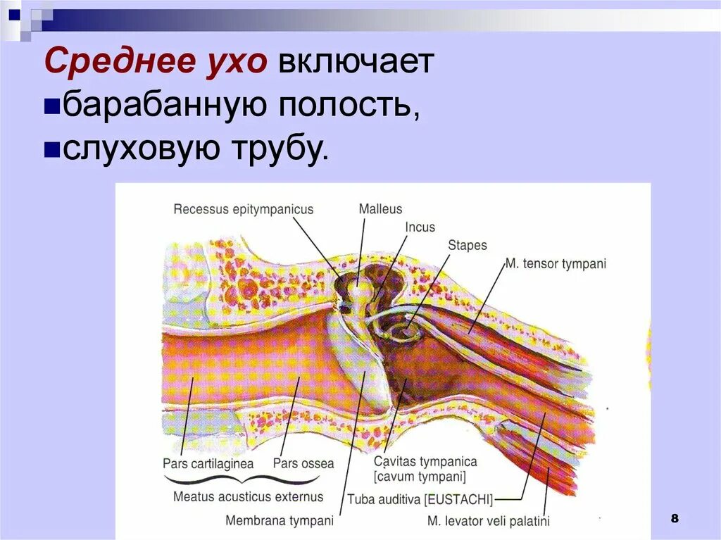 Какие структуры расположены в полости среднего уха. Среднее ухо барабанная полость евстахиева труба. Барабанная полость среднего уха схема. Среднее ухо барабанная полость и слуховая труба. Стенки барабанной полости.