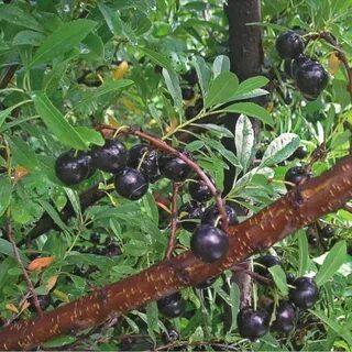 Вишня песчаная